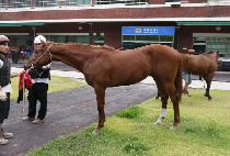 ����ũ���轺 (NEW SECRET SOCKS) ����