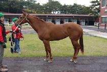 ����Ű�轺 (KENTUCKY SOCKS) ����