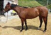 ���ͽ���Ƽ (LOTUS PARTY) ����