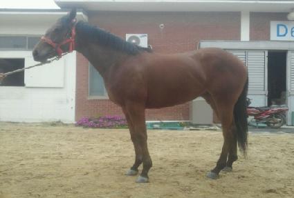 ���������� ����