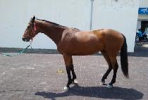 �������� (RED TALE) ����