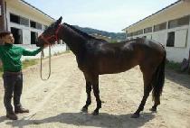 ��ũ������ (SECRET LINE) ����