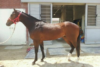 ����ŷ�� ����