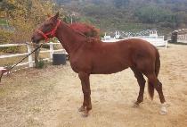 �䷱������ (TORRANCE WALNUT) ����