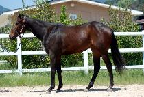 �ο��Ҵ� (ROYAL SONIC) ����