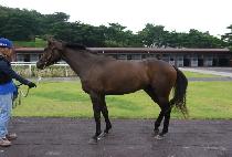 ��̵��� (JANGMI DOSI) ����