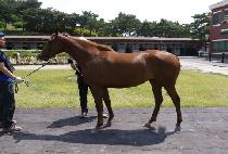 ������Ʈ��Ÿ (BIG BRIGHT STAR) ����