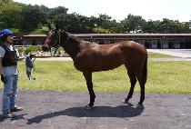 Ȧ�����̵帲 (HOLIDAY DREAM) ����