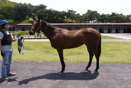 Ȧ�����̵帲 ����