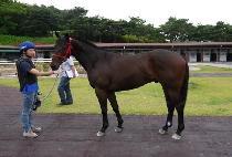 ���빰 (DANGDAE DAEMUL) ����