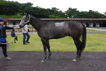 ĸƾ�빰 (CAPTAIN DAEMUL) ����