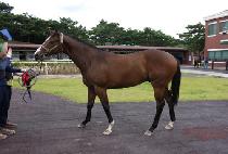 �Ƹ�����Ű (ARGO LUCKY) ����