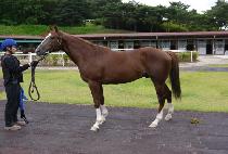 ���̾�Ƽ��Ʈ (DONGCHON ARTIST) ����