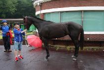 �����ð� (BLACK CIGAR) ����