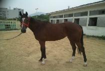 �������� (NURI LINE) ����