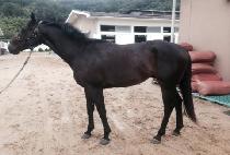 �̽�����ũ (MR PEEK) ����