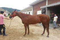 ������� (QUEEN��S MYEONGUN) ����