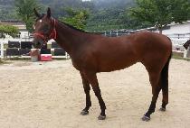 �������� (ANGELS BACK) ����