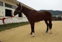 �����ε�� (YES INDEED) ����