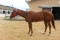 ��ũ��Ʈ (MINK COAT) ����