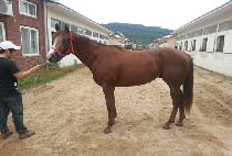 �������� (GABO MYEONGUN) ����