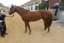 �ʵ彺Ŀ�� (FIELD SCUD) ����