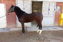 ǻ������� (FURIOUS RUNNER) ����