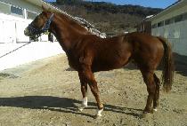 �ְ����� (CHOEGO JILJU) ����