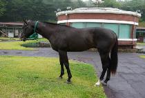 ��ī������� (SKYTOP DANCER) ����