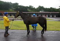 ���� (Sun Shot) ����