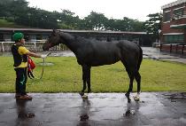 �������� (LUXE DOOHA) ����