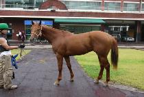 �ͻ���� (Maengsanbeongae) ����