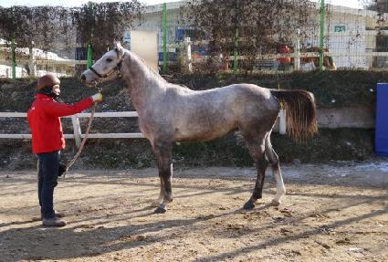 ��ö��� ����