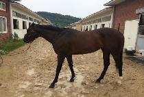 ����׷��̽� (HIS GRACE) ����