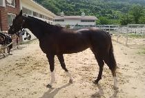 ��Ų���� (ROCKIN PIPPA) ����