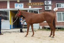 ����Ǫ���� (AJU PUJIMHAN) ����