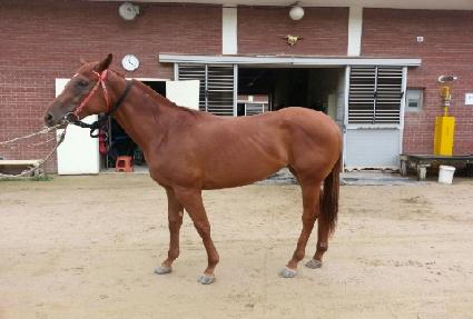 ���������Ų ����