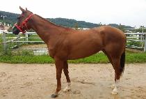 �����Ǹ��� (GAMGYEOKUI MANNAM) ����