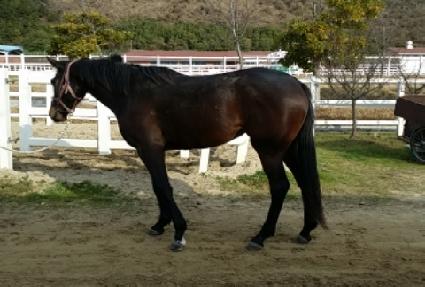 �׶���귯 ����