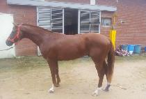 �ְ����� (CHOEGANGIJI) ����