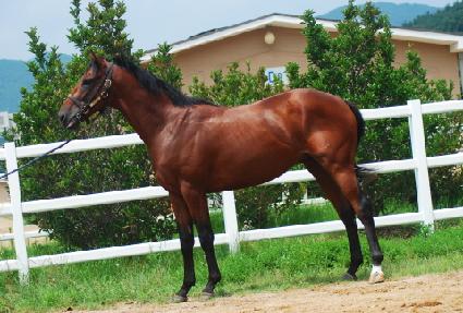 ���̾�Ʈ���� ����