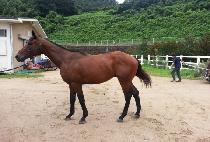 ���̾�Ʈ���� (IRON TRAIN) ����