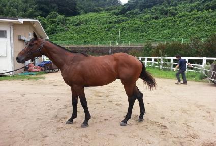 ���̾�Ʈ���� ����