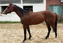 ĳ�������ǳ (CARIBBEAN TAEPUNG) ����