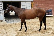 ���޴����̳� (GOLD MEDAL FINAL) ����