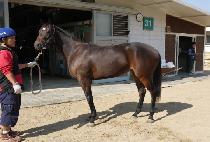 �𵨶��� (MODEL LINE) ����