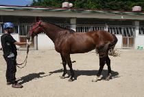 ��ǳ������ (POKPUNG WARRIOR) ����