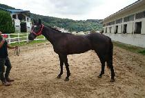 ���ں��� (GANGJA BONSAEK) ����