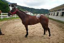 �ػ�ǳ (HAESANGPUNG) ����