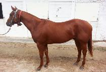 ���������� (SUPREME LEADER) ����